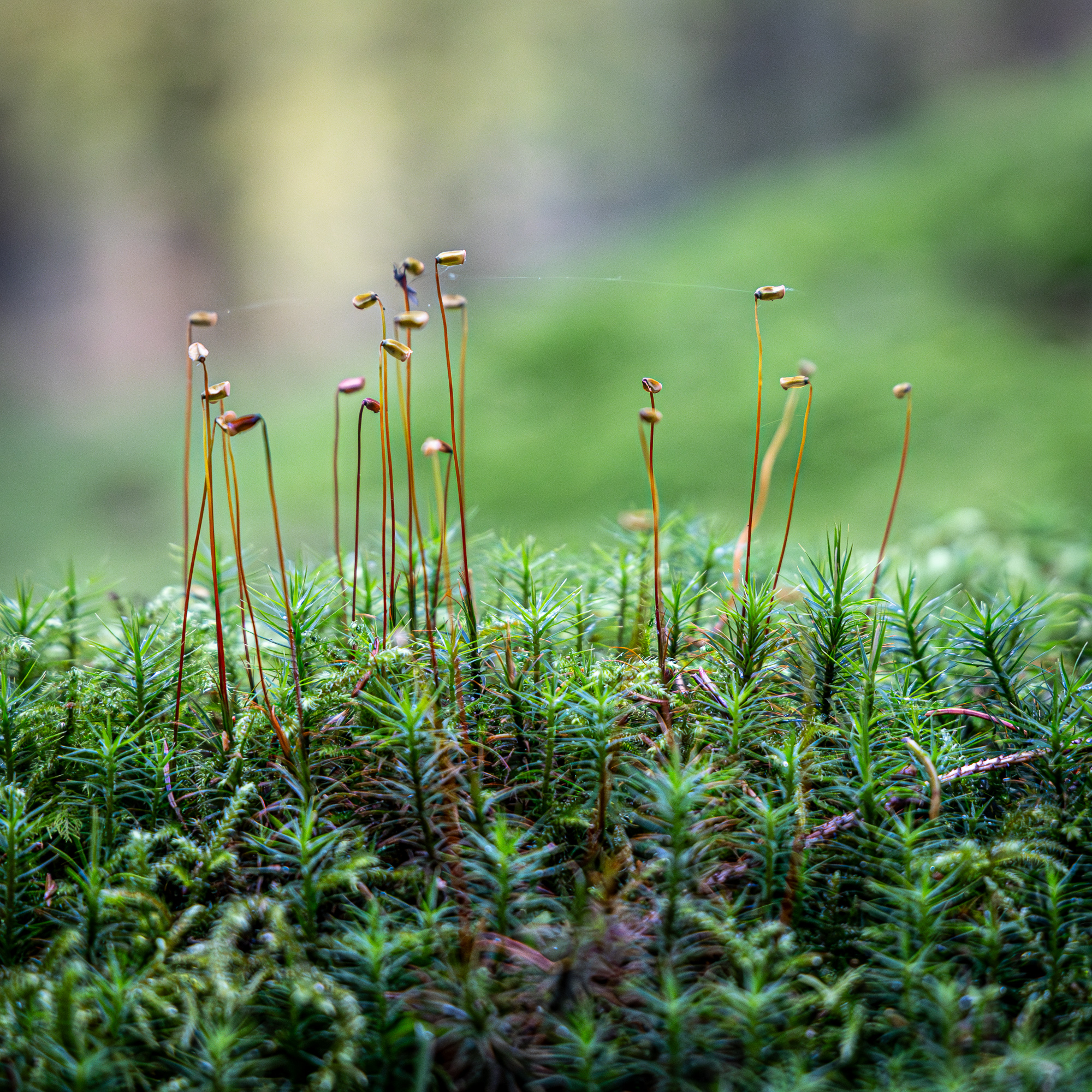 CSRD Corporate Sustainability Reporting Directive Hållbarhet